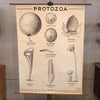 Anatomical Protozoa Organisms Chart By New York Scientific Supply Co.