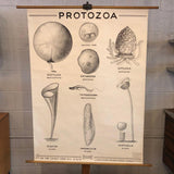 Anatomical Protozoa Organisms Chart By New York Scientific Supply Co.