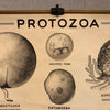 Anatomical Protozoa Organisms Chart By New York Scientific Supply Co.