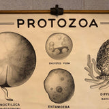 Anatomical Protozoa Organisms Chart By New York Scientific Supply Co.