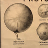 Anatomical Protozoa Organisms Chart By New York Scientific Supply Co.