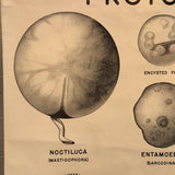 Anatomical Protozoa Organisms Chart By New York Scientific Supply Co.