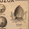 Anatomical Protozoa Organisms Chart By New York Scientific Supply Co.