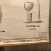 Anatomical Protozoa Organisms Chart By New York Scientific Supply Co.
