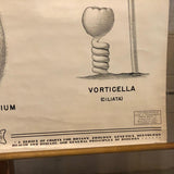 Anatomical Protozoa Organisms Chart By New York Scientific Supply Co.