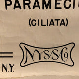 Anatomical Protozoa Organisms Chart By New York Scientific Supply Co.