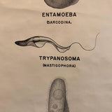 Anatomical Protozoa Organisms Chart By New York Scientific Supply Co.