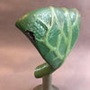 Sargent-Welch Leaf Botanical Model
