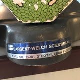 Sargent-Welch Botanical Model
