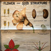 Educational Flower And Seed Botanical Chart By New York Scientific Supply Co.