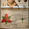 Educational Flower And Seed Botanical Chart By New York Scientific Supply Co.