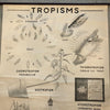 Educational Anatomical Tropisms Biology Chart By The Welch Scientific Company
