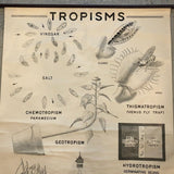 Educational Anatomical Tropisms Biology Chart By The Welch Scientific Company
