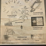 Educational Anatomical Tropisms Biology Chart By The Welch Scientific Company