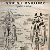 Educational Zoological Dogfish Anatomy Chart By New York Scientific Co.