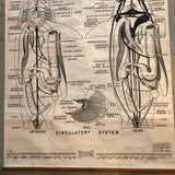 Educational Zoological Dogfish Anatomy Chart By New York Scientific Co.