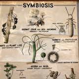 Educational Zoological Symbiosis Wall Chart By New York Scientific Supply Co