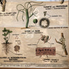 Educational Zoological Symbiosis Wall Chart By New York Scientific Supply Co