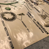 Educational Zoological Symbiosis Wall Chart By New York Scientific Supply Co