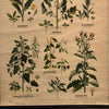 German Educational Field Weeds Botanical Roll-Up Chart