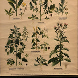 German Educational Field Weeds Botanical Roll-Up Chart