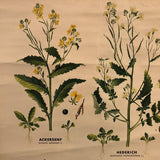 German Educational Field Weeds Botanical Roll-Up Chart