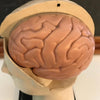 Small Brain Model