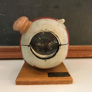 Denoyer-Geppert Co. Anatomical Educational Eye Model