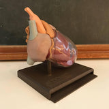 Small Heart Model