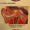 German Educational Anatomical Sepsis Study Chart