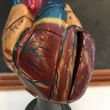 Mounted Heart Model