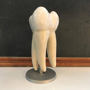 Anatomical Educational Mounted Tooth Organ Model