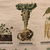 German Educational Vegetable Botanical Roll-Up Chart
