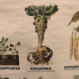 German Educational Vegetable Botanical Roll-Up Chart