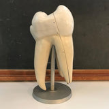 Anatomical Educational Mounted Tooth Organ Model