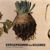 German Educational Vegetable Botanical Roll-Up Chart