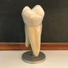 Anatomical Educational Mounted Tooth Organ Model