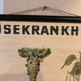German Educational Vegetable Botanical Roll-Up Chart