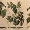 German Educational Vegetable Botanical Roll-Up Chart