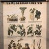 German Educational Vegetable Botanical Roll-Up Chart