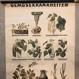 German Educational Vegetable Botanical Roll-Up Chart