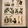 German Educational Vegetable Botanical Roll-Up Chart