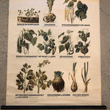 German Educational Vegetable Botanical Roll-Up Chart