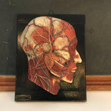 Anatomical Head on Plaque