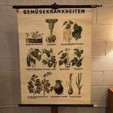 German Educational Vegetable Botanical Roll-Up Chart