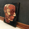 Anatomical Head on Plaque