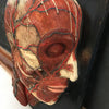 Anatomical Head on Plaque