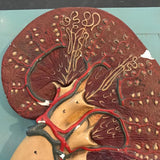 Kidney Model on Plaque