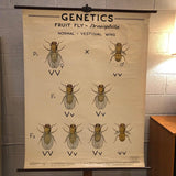 Educational Zoological Fruit Fly Genetics Chart By The Welch Scientific Company