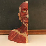 German Anatomical Muscular Bust Model